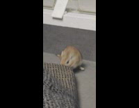 Gerbil runs up owners pants 
