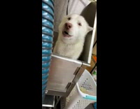 White dog inside of big sink crying screaming form bath