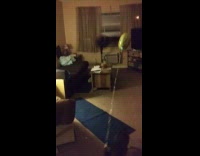 Cat walks away with yellow blue balloon 