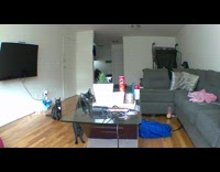 Black cat gets close to camera after being caught 