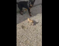 Medium sized dog plays with tiny chihuahua 