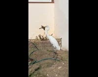 White crane with brown bird in mouth 
