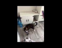 Cat brings home pigeon inside the house