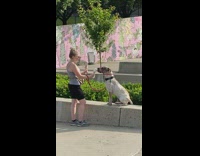 Dog eats ice cream cone 