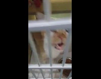 Girl ask cat named meow his name