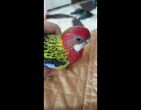 Girl try to pick up colorful bird