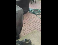 Wild mouse chases its tail in circles