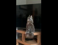 Pet cat sits and scratches the television