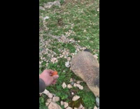 Collab DailyDoseOfInternet - Girl feeds grey brown rodent animal carrot 