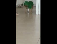 Pomeranian dog wear green hoodie shirt confused