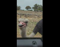 Ostrich try to peck finger on car window