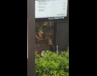 Rabbit play with stem outside McDonalds drive thru