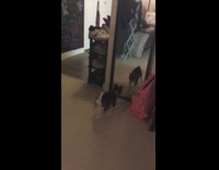 Collab KaleSaladIG - Small black dog barks at and fights reflection in mirror