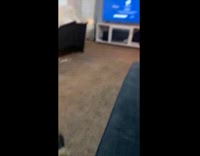 Collab Clips MPUGC - Cat jumps when hooman raises her hand 