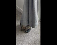 Grey cat hiding under curtains