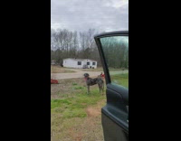 Collab BitchIG2 - Little boy red shirt bike flip dog