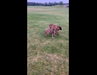 Two dogs play bite in the field
