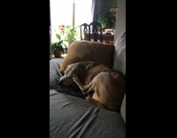 Dog on sofa use leg scratch head