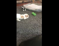 Puppy barking at toy