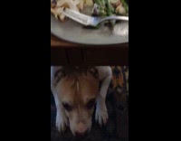 Dogs lay near table when filmer eats