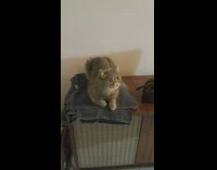 cat looking at its own painting 