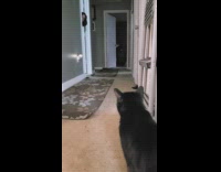 Pet cat meows when the woman peeks
