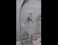 Parakeet play with fake parakeet in cage