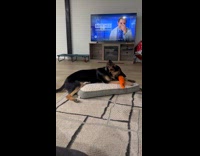 German Shepherd puppy bites squeaky carrot toy