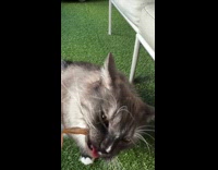 Woman feed cat with crunchy thin fish