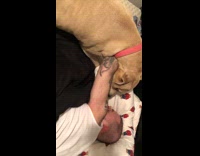 Guy on bed give dog donut toy