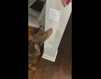 Pet dog turns of the light with the switch