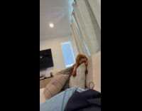 Excited dog jumps on couch with new toy