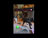 Cats wobble when walking