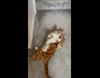 Cat plays with bag stuck on back