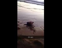 shirtless skate down hill faceplant on beach