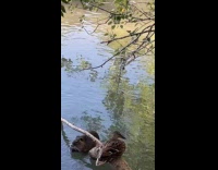 Beaver eating beside duck sitting on tree