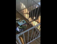 Pet dog tries to reach bone inside gate