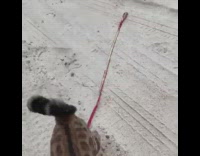 Brown cat yellow bunny hood red harness 