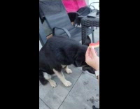 Dog bite whole watermelon slice and eat it