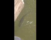 Fish swims dirty water eats colored fish food