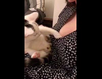 Kitten reaches inside dress girl laughs