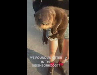 Girl chases down and catches otter