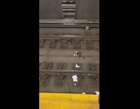 Rat chases off another rat from spilled food at subway