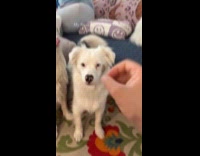 Deaf dog learns bark hand command
