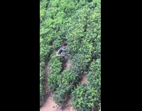 Woman stands in bushes side of mountain