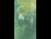 Camera goes underwater to show manatee with fish around it 