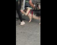 People eat outside pet pig red harness 