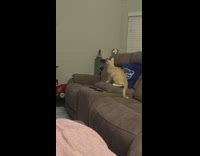 Cat on sofa wants to grab hanging decoration