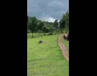 Backpack guy push ups grass friends film 
