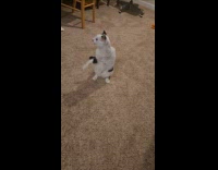 Amputated cat reaches feather sitting on floor